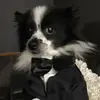 Joy White Knutson - @joy.white.knutson - TikTok