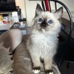Joy - @joy_laragdoll - Instagram
