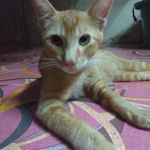 shaizul - @gi_joy_levin - Instagram