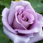 Joy Lovelace - Facebook