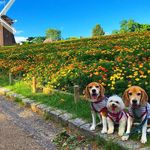 Chiaki Moco - @moco_joy_luke - Instagram