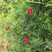 Joy Lyles - Facebook