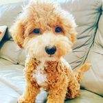 Maple S - @maple_spark_joy - Instagram