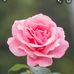 Joy March - Facebook