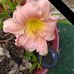 Joy Matheny - Facebook