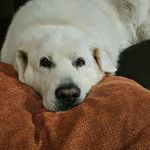 Joy-Ann McAfee - @joyannmcafee - Instagram