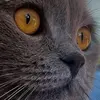 joycemcсalister - @joyce.mccalister - TikTok