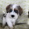 joycemccloud - @joyce.mccloud7 - TikTok