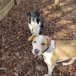 Savannah joy McQueen - @sjm_dogs123 - Instagram