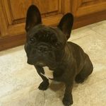 Joy Meek - @joyfrenchie - Instagram