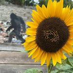 Joy Moser - @sunflower.moser - Instagram
