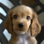 Joey - @spreading.joyness - Instagram