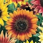 Joy Neumann - @joy.neumann.39 - Instagram