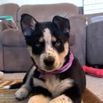 Oakley - @oakley_joy2020 - Instagram