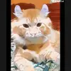 nurulain91 - @joyoh09 - TikTok