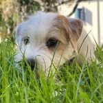 Joy - @joy__parson_russell_terrier_ - Instagram