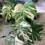 EnJoy_Plants☘️🌿🌱 - @joypatch_plants - Instagram