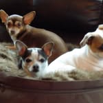 Joy Paxton-Collis - @lvchihuahuas - Instagram