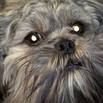 Joyce Perrin - @joyceperrin - Instagram