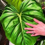 Jennifer Joy Phelps - @jenjoygreenthumb - Instagram
