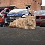 Joy Phelps - @jessopmotorvehicledismantler - Instagram