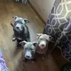 Joy Phelps - @joy.phelps - TikTok