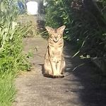Amelia Joy Pike - @casper__thecat_ - Instagram