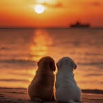 i_am_joy - @joy_post_video_007 - Instagram