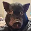 Joy Reichenberg - @joy.reichenberg - TikTok