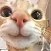 Joy - @joy_is_right_here - TikTok