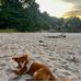 Joy Rover - Facebook