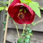 Joy Schaefer - @joyyschaefer - Instagram