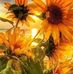 Joy Schaefer - Facebook