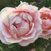 Joy Schaefer - Facebook