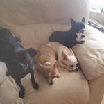 Joy Scherer - @schererjoy - Instagram