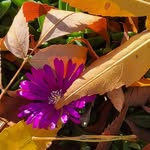 Joy Scherer - @smokey_1608 - Instagram