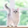 JOY_SMITH0823🇵🇭🇹🇼 - @joy_smith1011 - TikTok