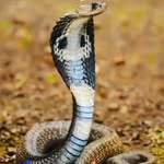 🐍⛎ - @ammu_snake_joy - Instagram