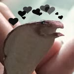 Joy - @joy.the.snake - Instagram