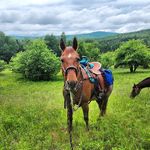Joy Spaulding - @goatgeek90 - Instagram