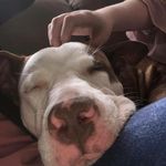 Joy "wifirouter" willemsen - @joy.de.stafford - Instagram