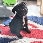 stafford love joy en puk - @engelsestaffordjoyjinxbo - Instagram