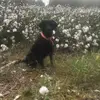 joeystanfield987 - @joeystanfield987 - TikTok