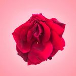 Joy Street - @j.o.y_street - Instagram