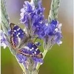 Joyce Thornhill - @thornhilljoyce - Instagram