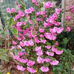 Joyce Warwick - @joyce.warwick.3 - Instagram