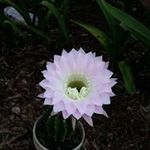 Joyce Weldon - @joyceweldon - Instagram