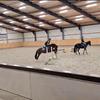 joy, werner, oki 💋🐴 - @lieks.paarden.leventje - TikTok