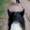 Lieke & Joy, Werner en Oki🫶🏻 - @equi_lieke4 - TikTok