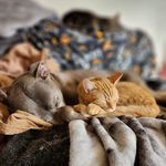 Joy Westphal - @pretty_pixie_girl2023 - Instagram